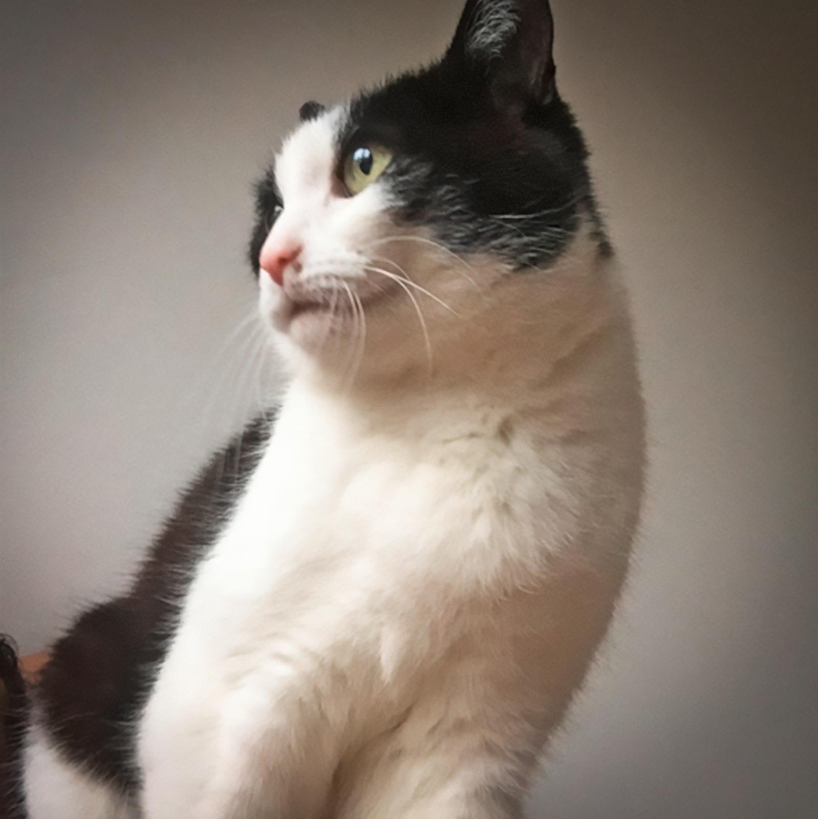 Katze Lizzy