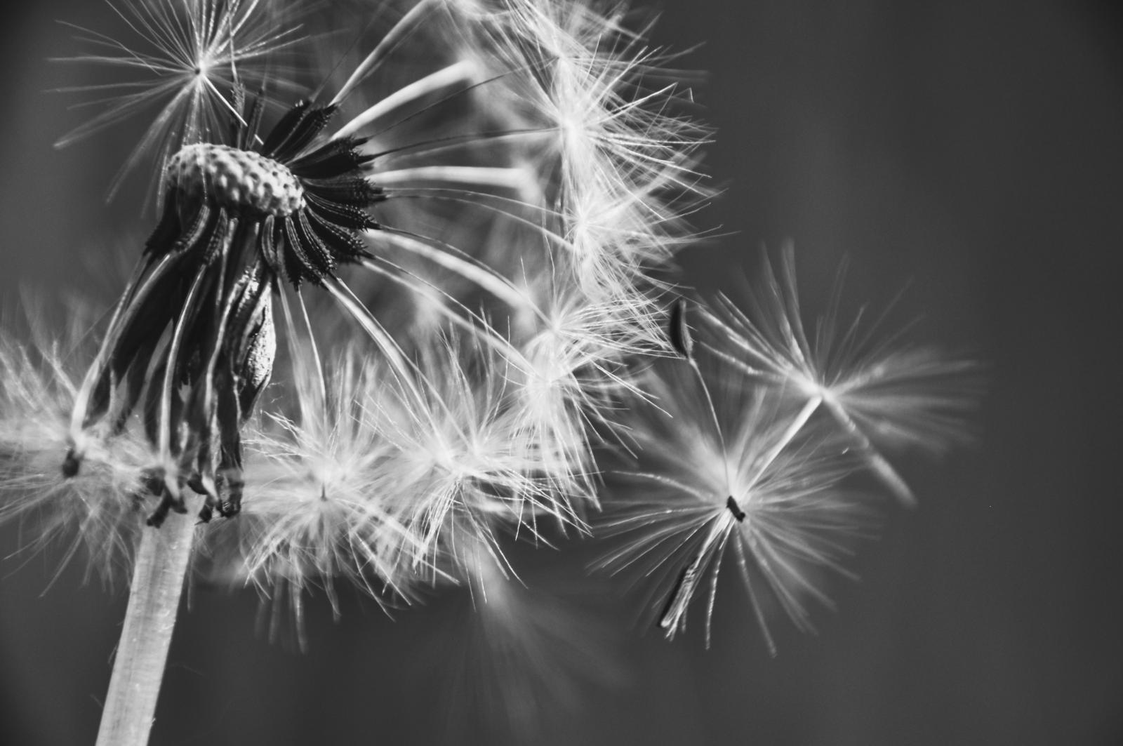 "Pusteblume"