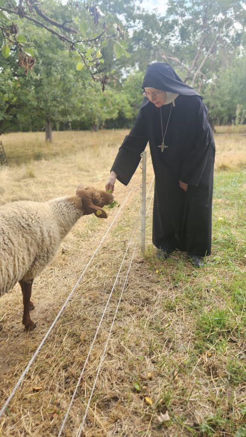 Schwester Mechthild füttert eines der Coburger Fuchsschafe.
