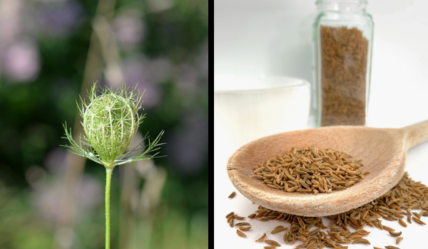 So sieht Kümmel aus: Als Pflanze grün und rund, mit langem Stil und als Gewürz klein, braun und länglich.