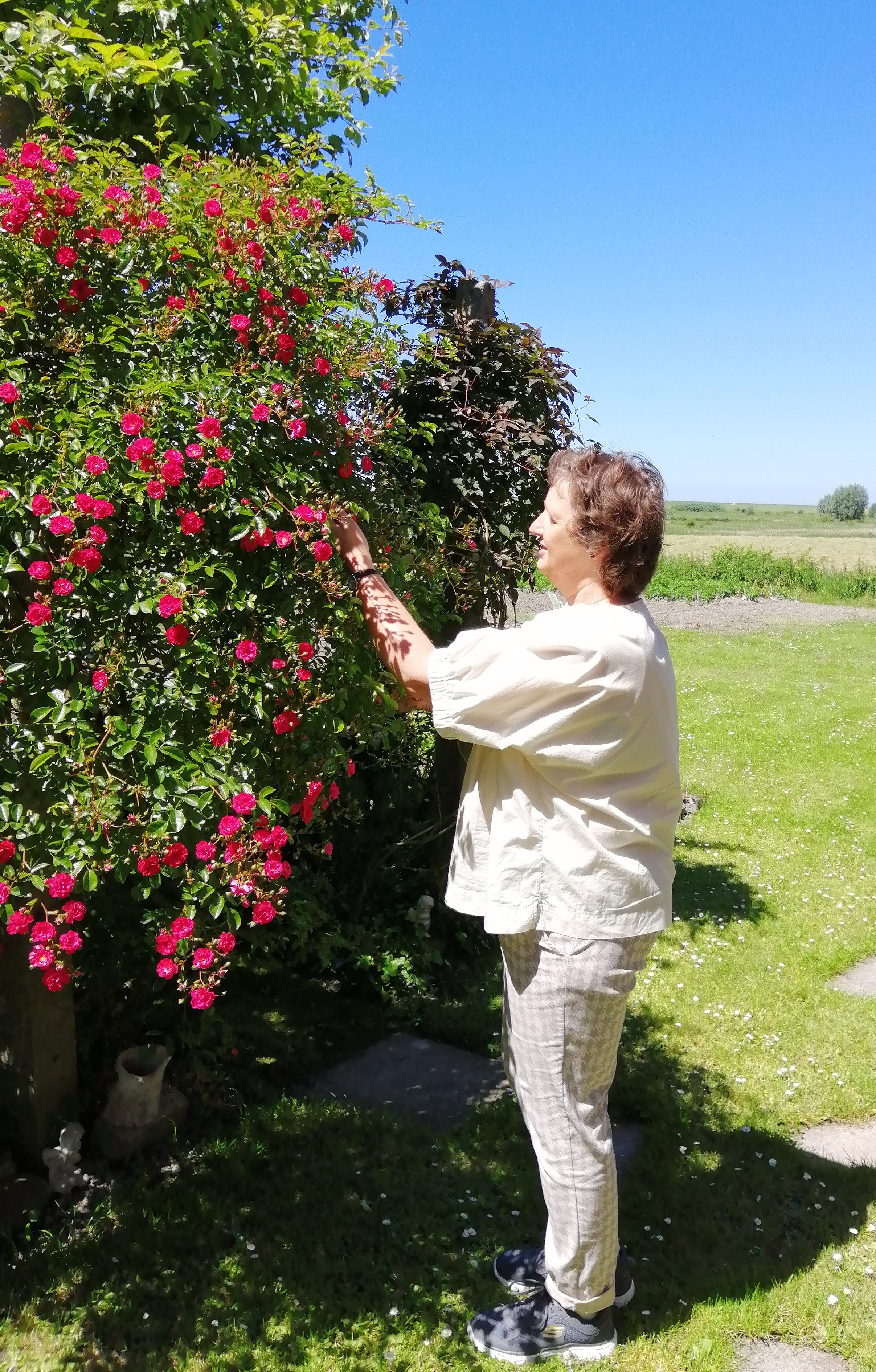 Eine Frau am Rosenbusch