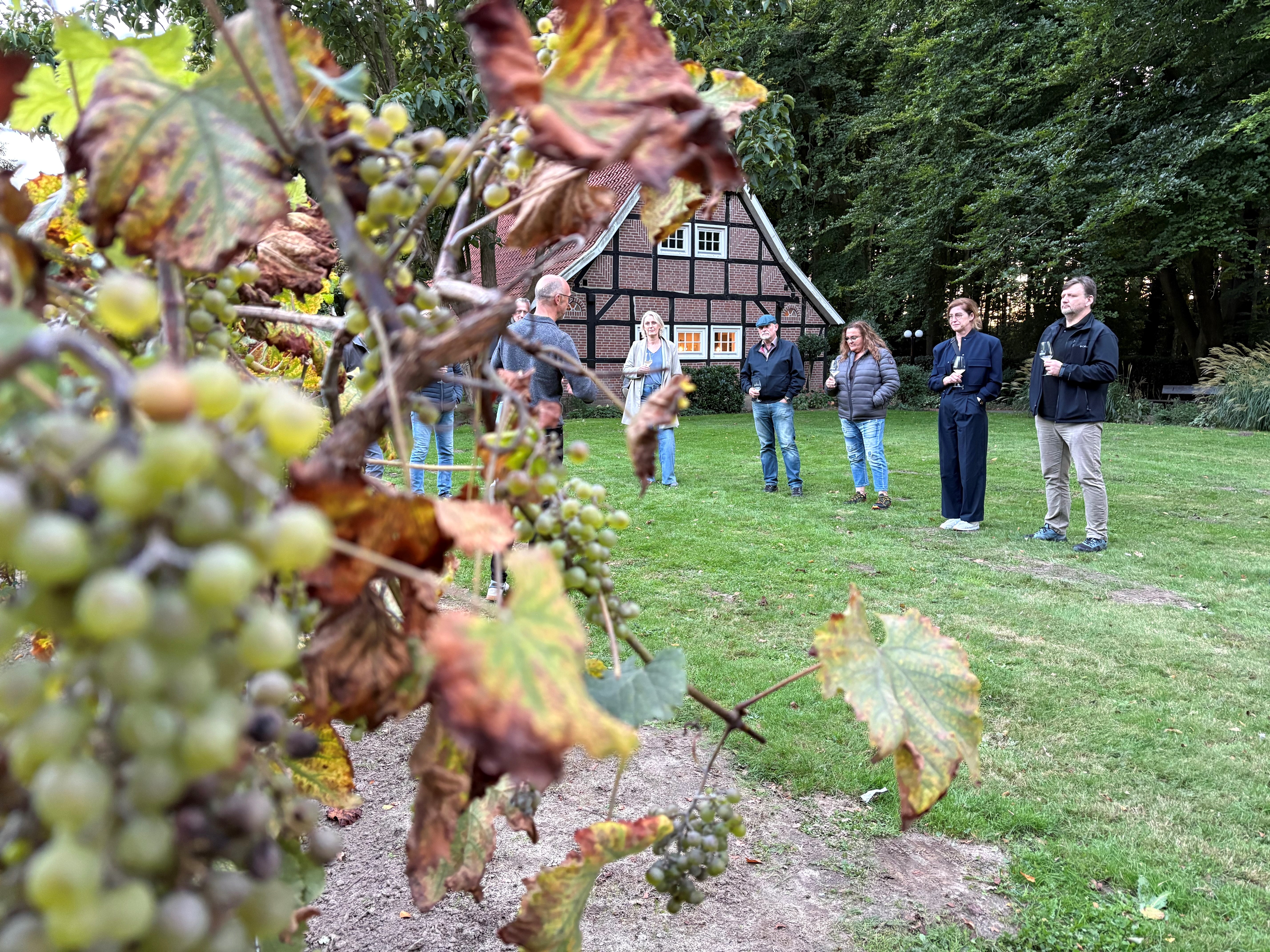 weinberg in Lingen