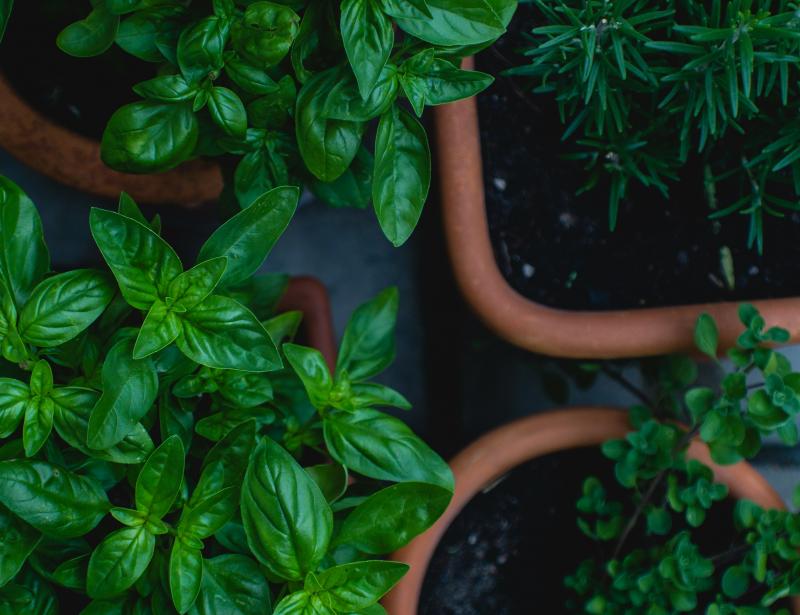 Biblische Kräuter und Heilpflanzen: ihre Bedeutung und Anwendung heute