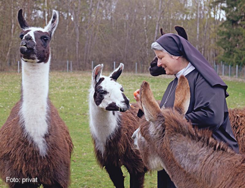 Zu Besuch in Lamahausen