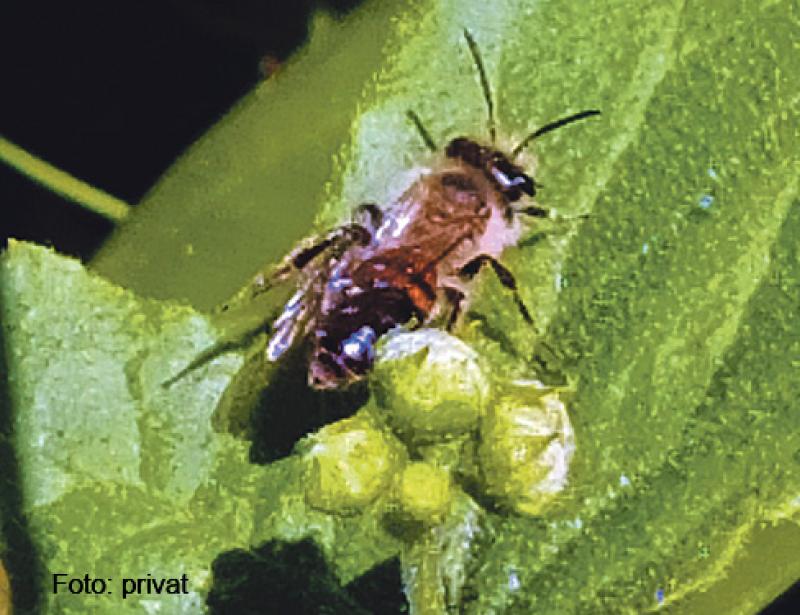 Blumenwiese für die Bienen