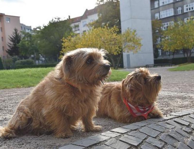 Gottesdienst tierisch anders