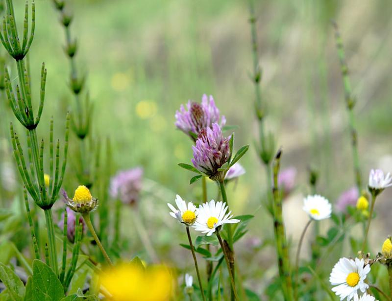 Vitamine aus Wald und Flur