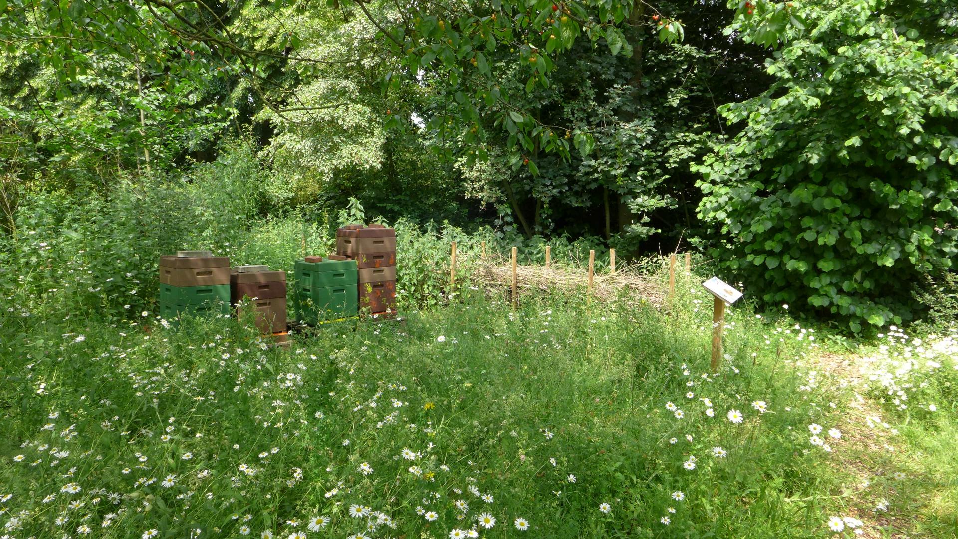 Ein Garten mit Blühwiese, Bienenkästen und Benjeshecke im Hintergrund. 