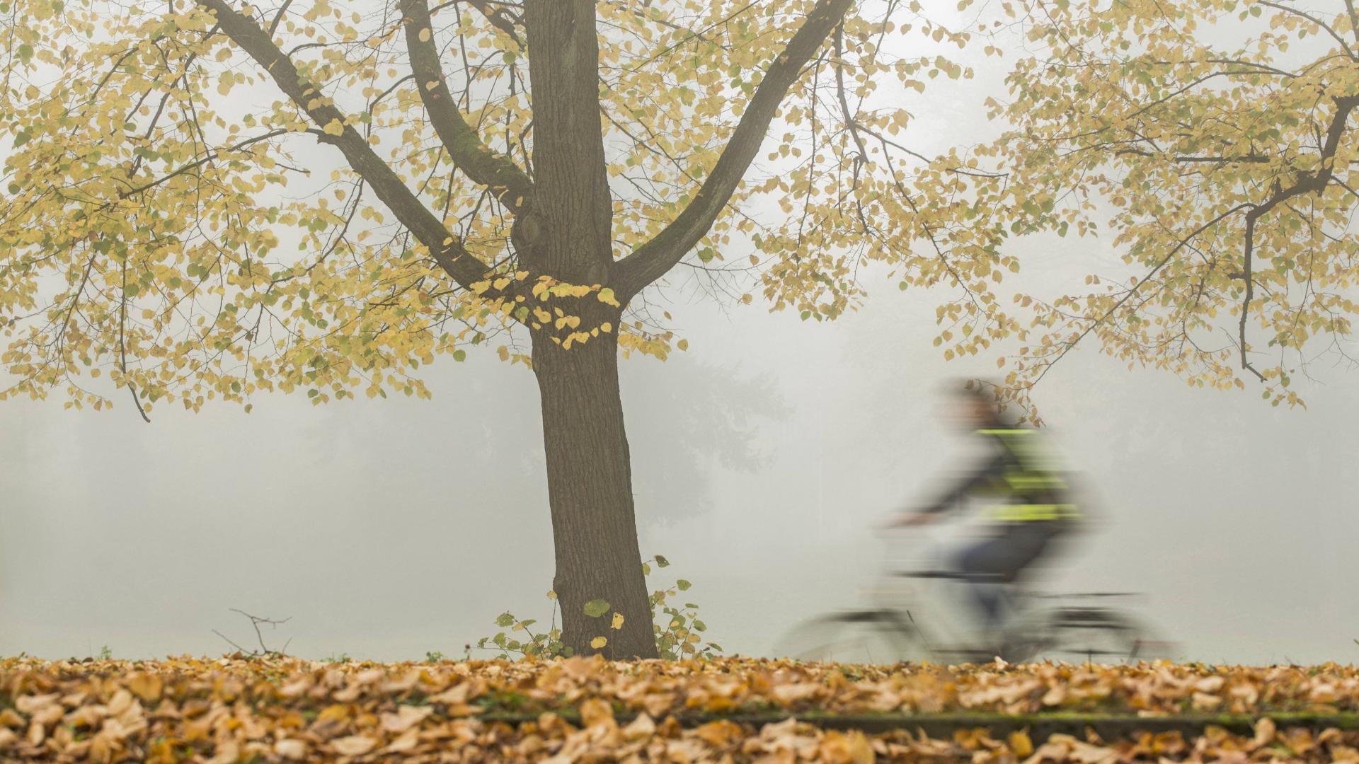 Eine Person auf einem Fahrrad fährt eine nebelverhangene herbstliche Strecke entlang.