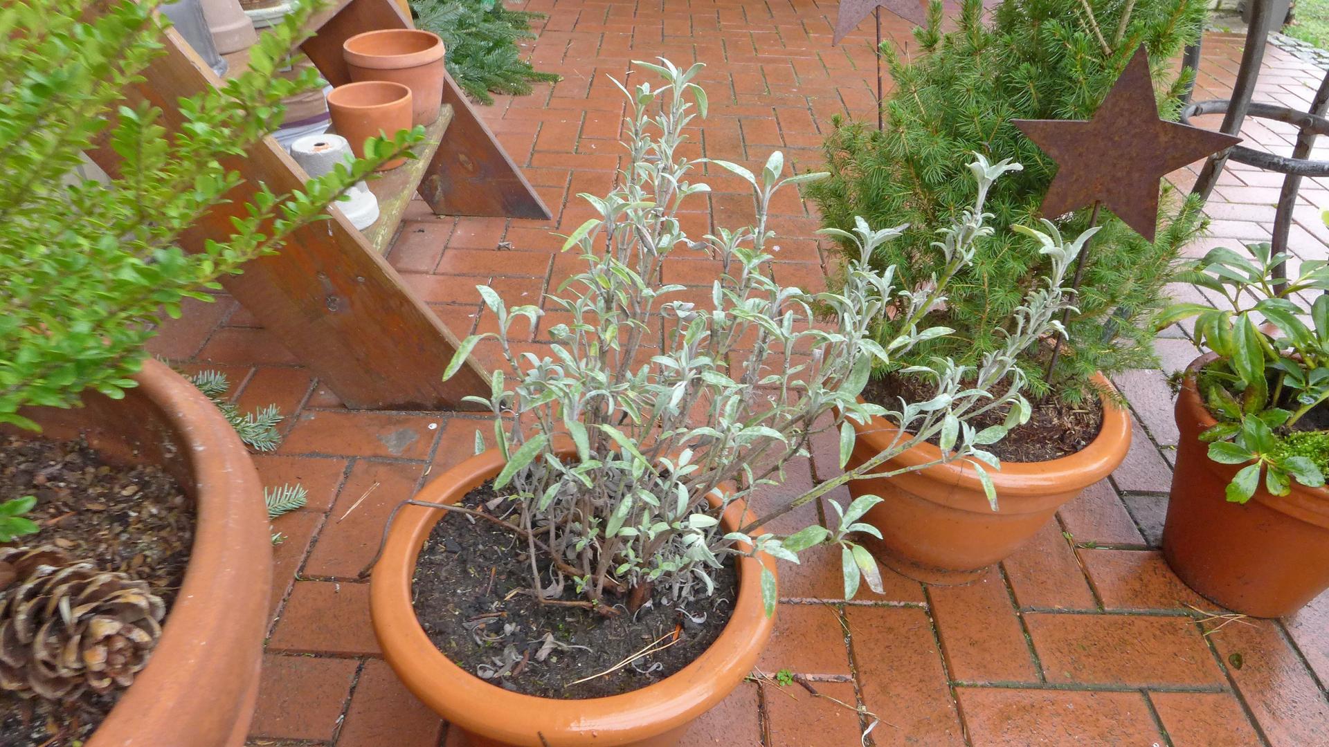 Ein Topf auf einer Terrasse mit einer Salbeipflanze darin.