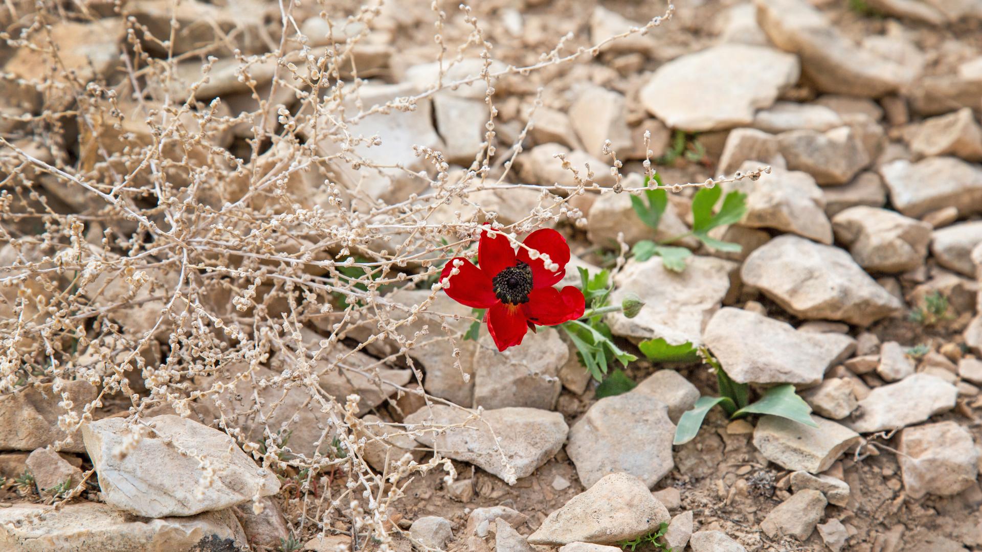 Blume in der Wüste