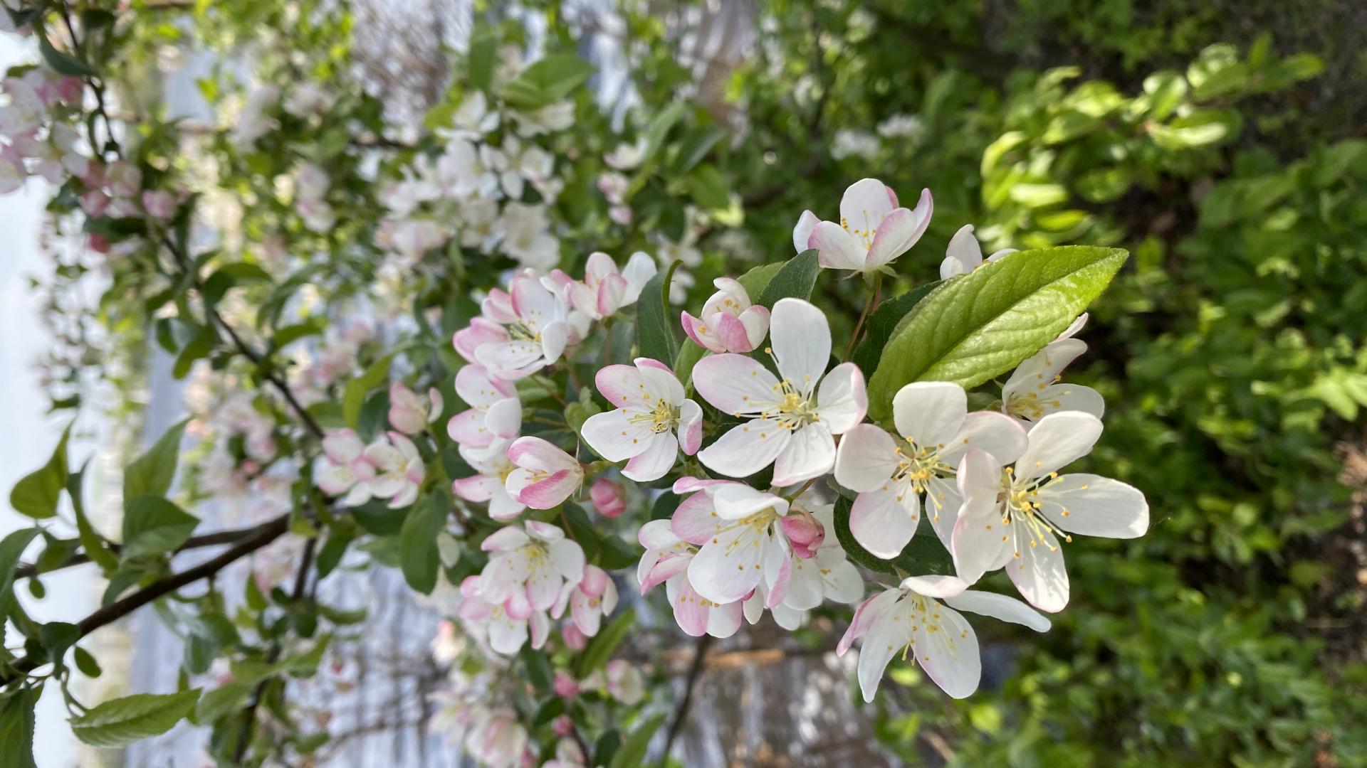 Kirschblüten in Hamburg