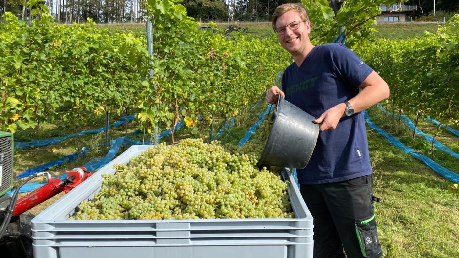 Ein Mann hat einen Eimer voller grüner Trauben in den Händen. Im Hintergrund sind Reben zu sehen.