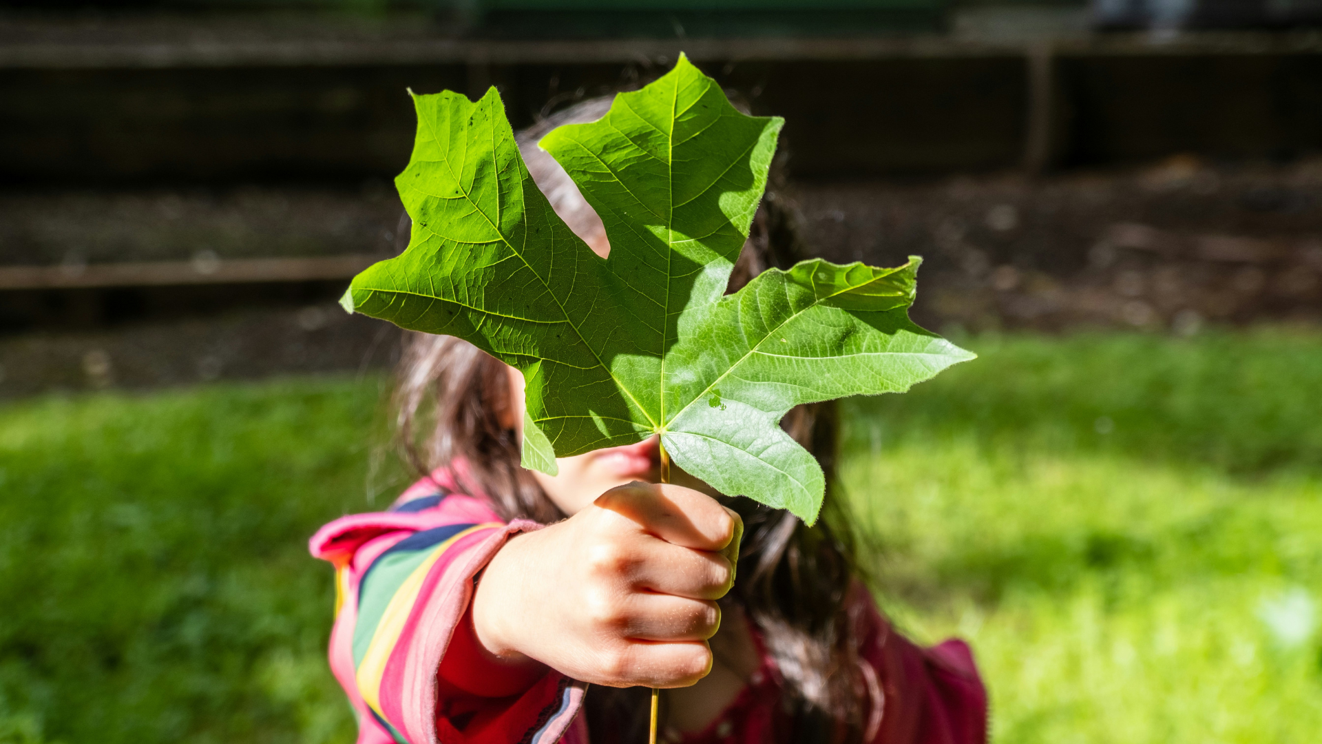 Ein Kind hält ein großes grünes Ahornblatt vor sich