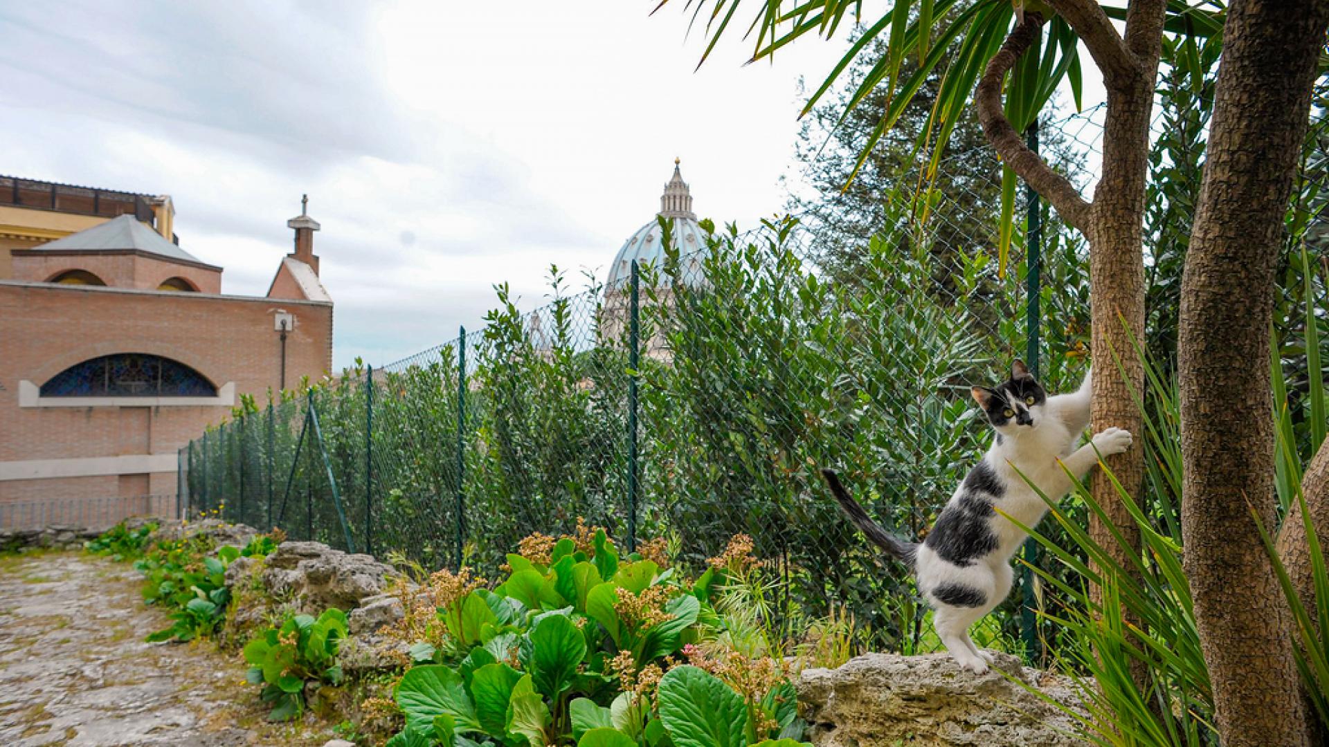 Eine Katze klettert am Baum