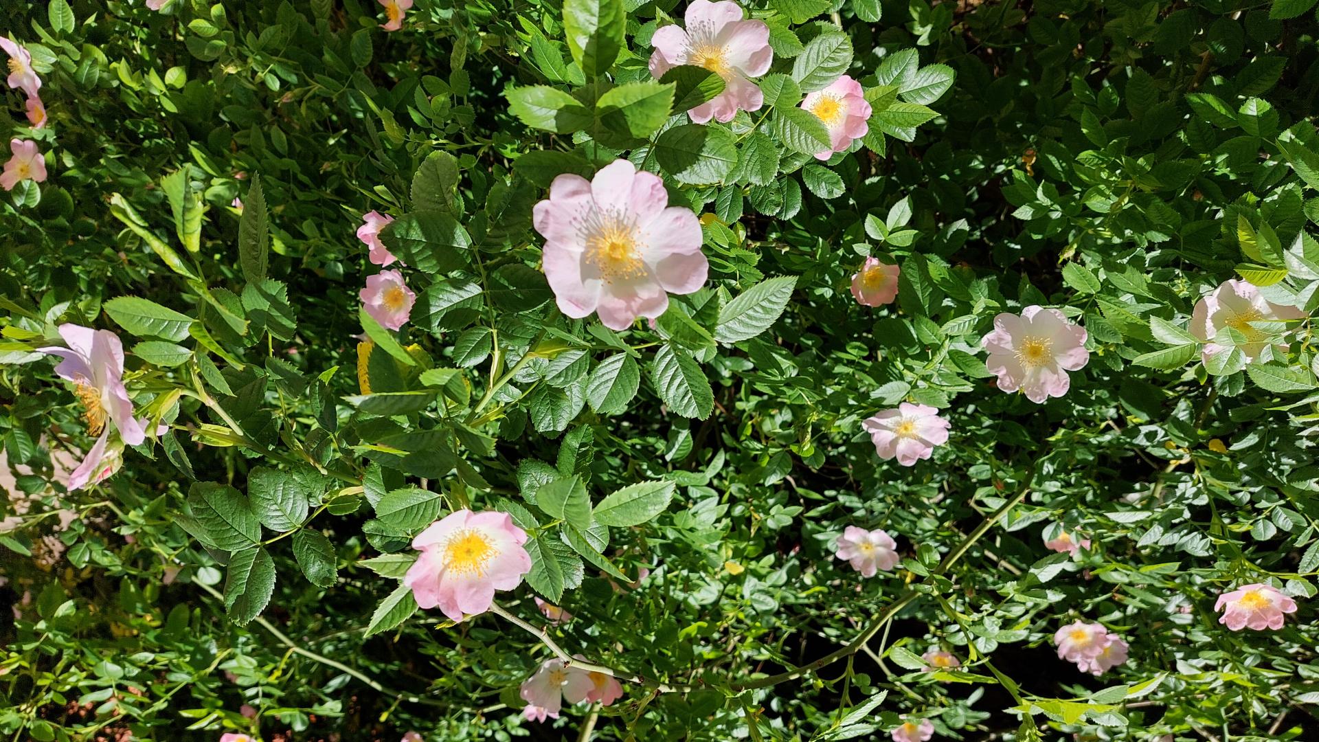 Das Bild einer blühenden Heckenrose