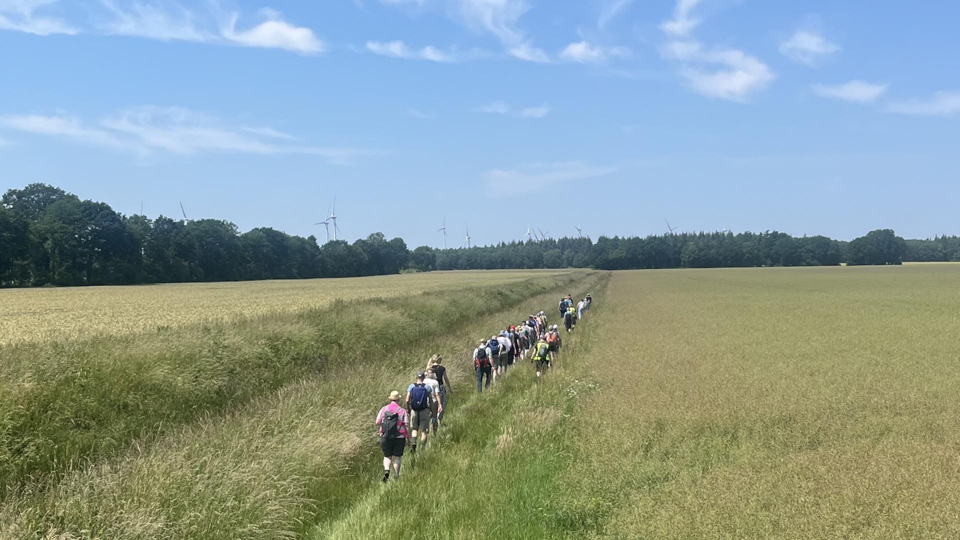 Zwischen zwei Feldern schlängeln sich mehrere Menschen auf einem Feldweg entlang