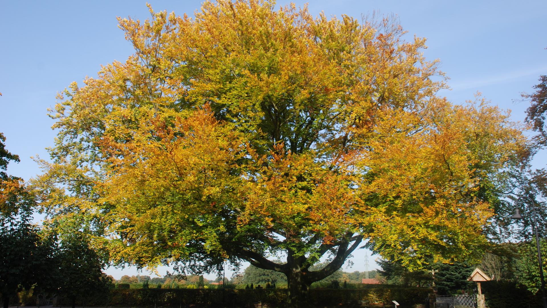 ein Baum