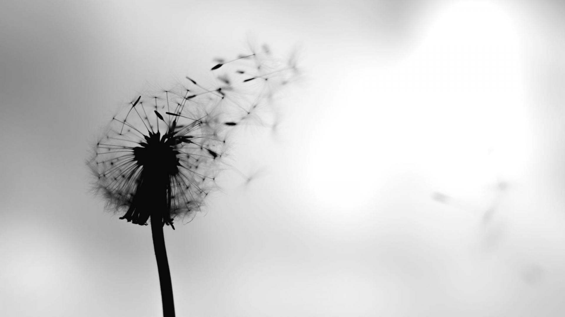 Löwenzahn ("Pusteblume")